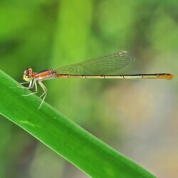 Damselfly